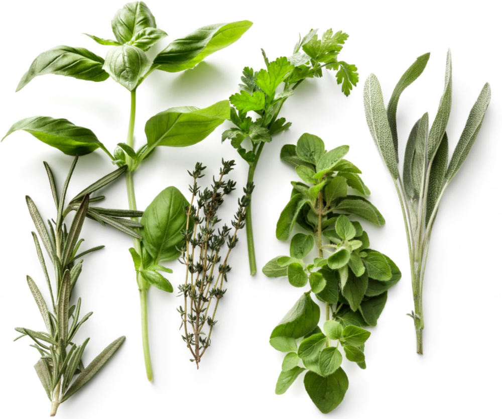 taste-of-freshness-herbs.png